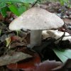 Tricholoma pardinum